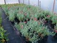 red valerian